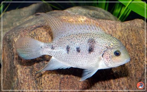 Elephant Nose Fish Care: Complete Guide for Beginners.